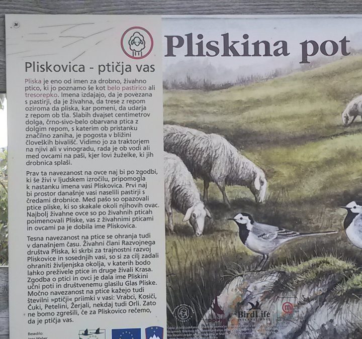 NA PLISKINO POT Z ELVISEM ŠKORCEM