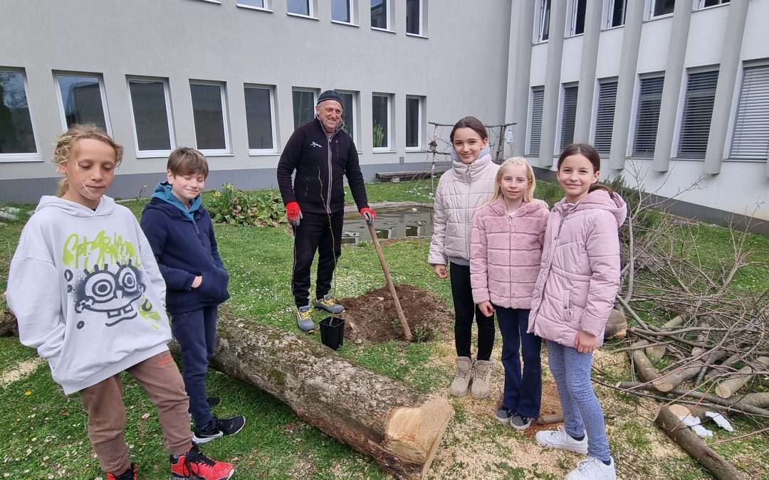  Lipa – simbol slovenske tradicije in čebelarstva! 